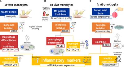 Cladribine Treatment for MS Preserves the Differentiative Capacity of Subsequently Generated Monocytes, Whereas Its Administration In Vitro Acutely Influences Monocyte Differentiation but Not Microglial Activation